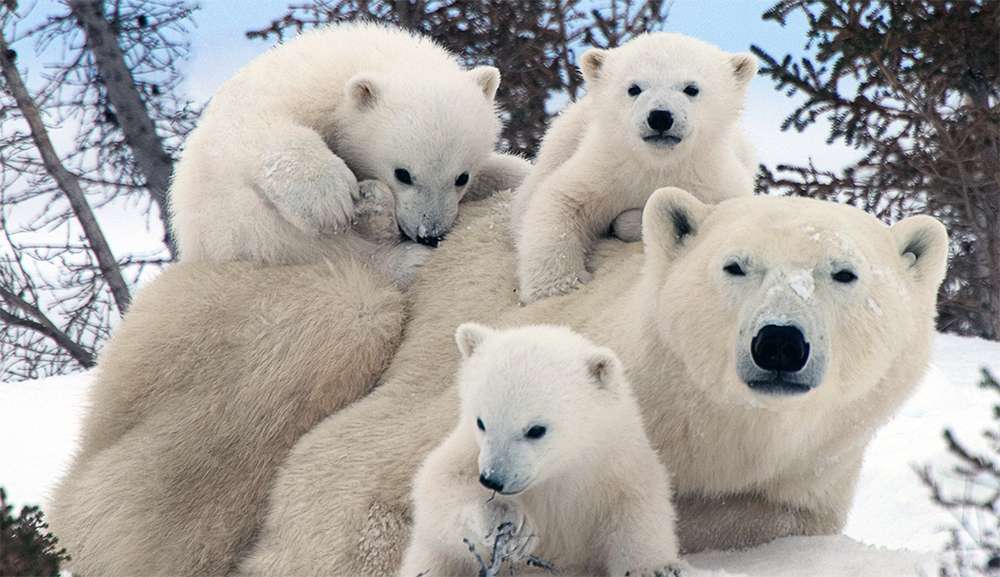     (Polar bear with cubs)