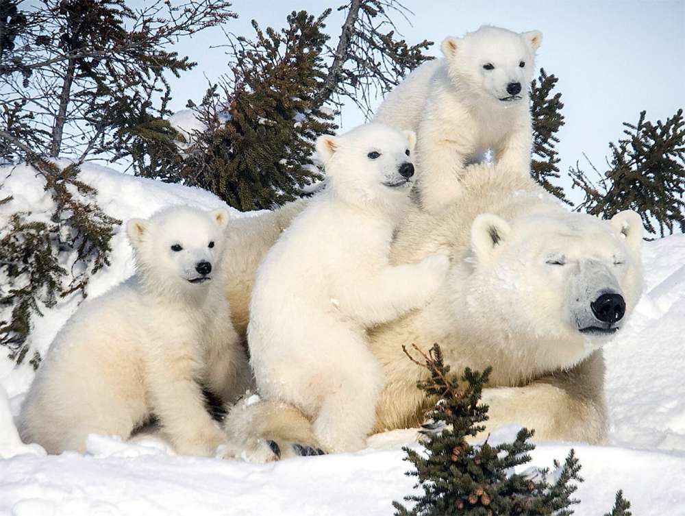      (White bear with three cubs )
