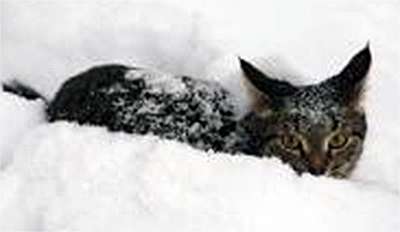 ���������� ����� (Russian cat)